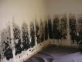 Mold and Mildew Removal Potomac, MD