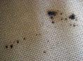 Spot & Stain Removal Potomac, MD
